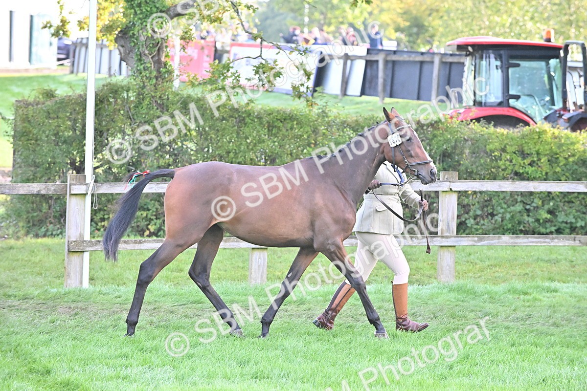 SBM_55332 - S44 - Youngstock In Hand
