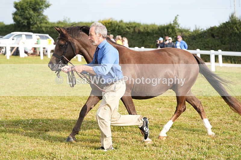 DSC04429 - Classes 44 & 45: NPS M&M Brood Mare and Foal