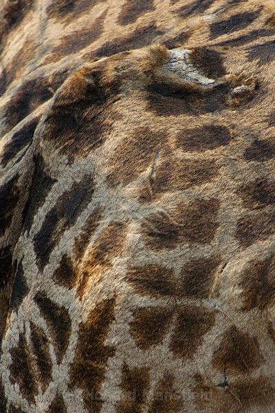  - African Journey