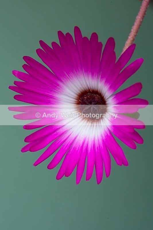 20110620-IMG_6082 - Plants & Flowers