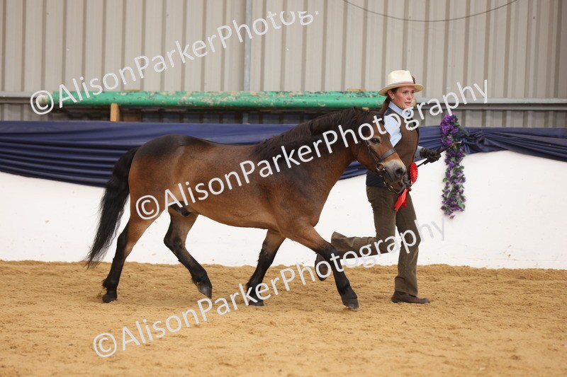 20260913-1741 - Class 115 - Gelding 4years and over