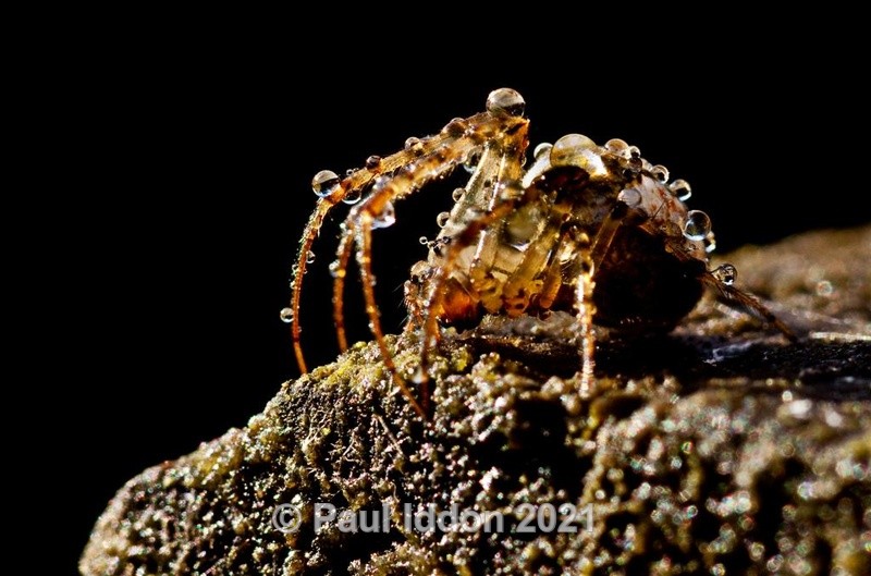 Raindrops on Spider - Macro