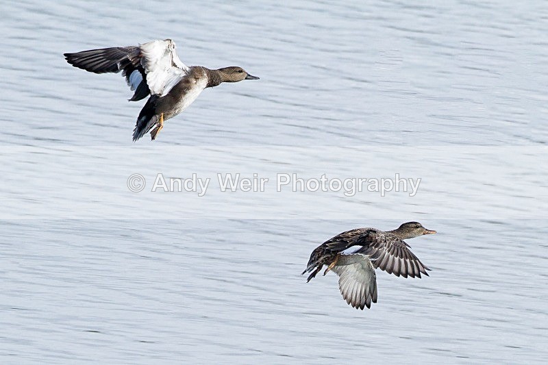 20121001-_MG_0632-1441 - Gadwall