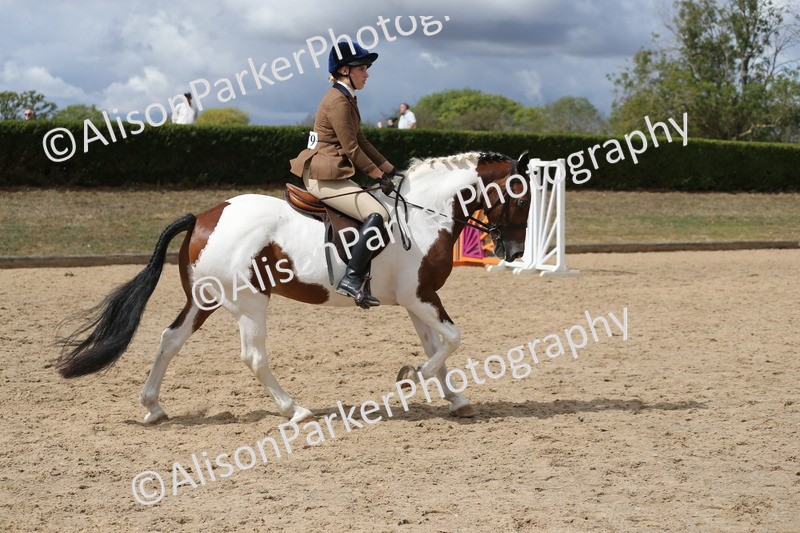 20260831-2728 - Class 16 and 17- Ridden Cob and Hunters