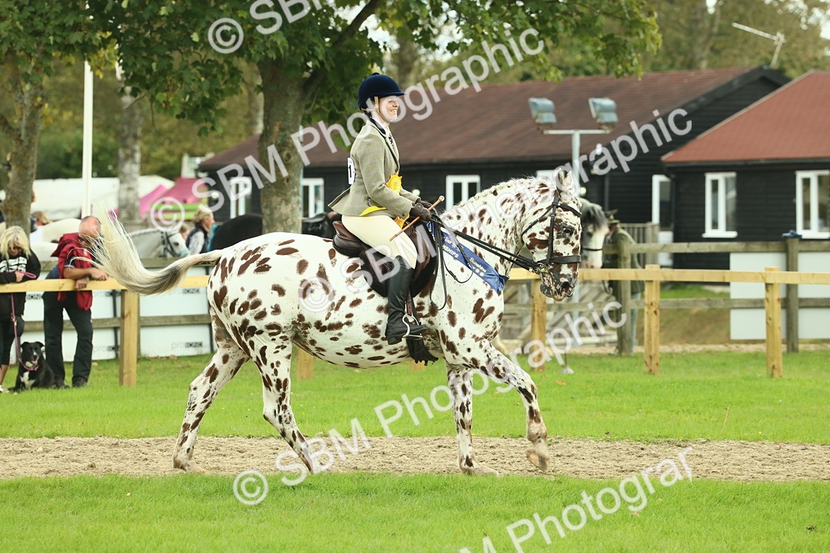 SBM_62568 - S62 - Foreign Breeds Ridden