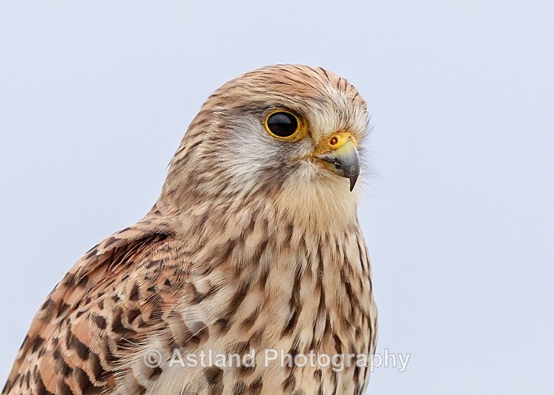 Astland Photography, Bird and Wildlife Images, Susan and Peter Wilson, U.K.