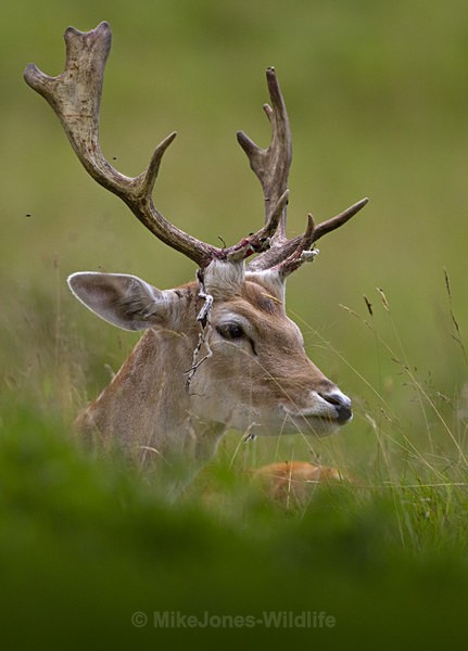 Fallow Deer ref fd 8c - FALLOW DEER