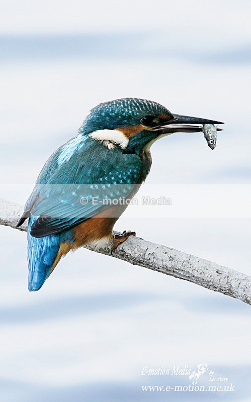 Kingfisher 220813 29a - Nature