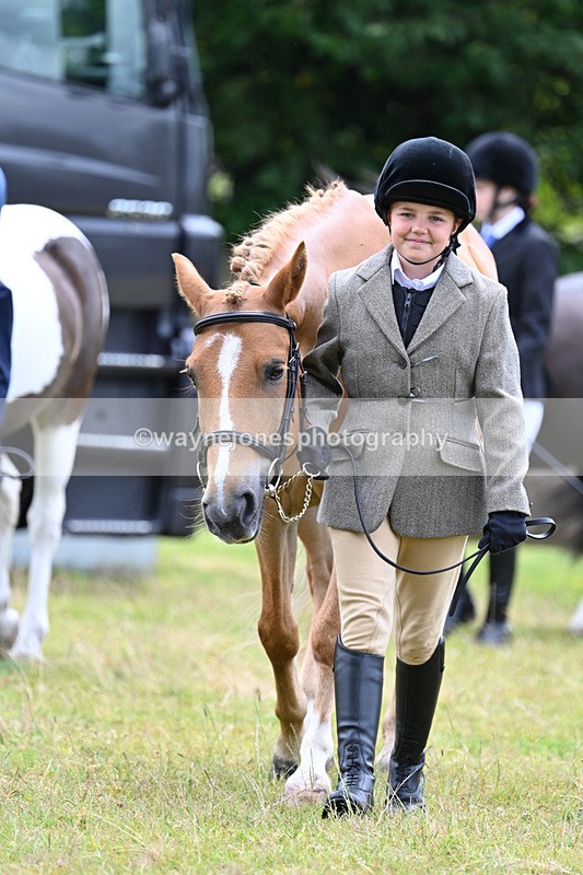 WJ7_6470 - Class 5 Handsome Gelding in hand