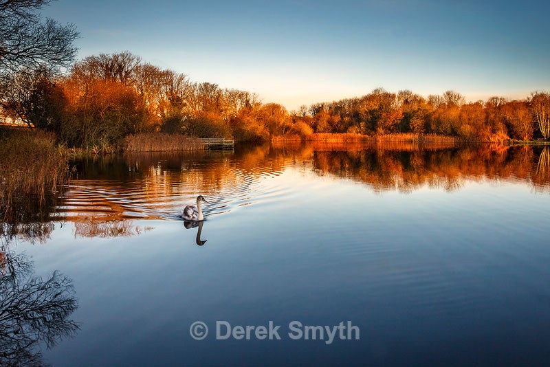 Graceful Swan On The Lake