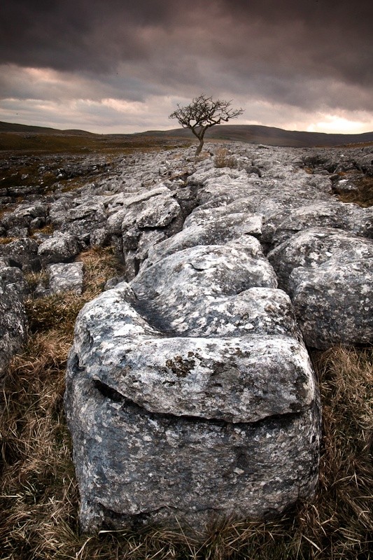 Yorkshire Lime - 2010