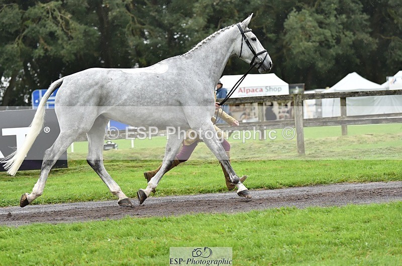 231018-122106-00233 - 029-KING.LOUIS-Mary.King-TrotUp