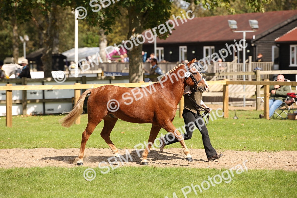 SBM_44403 - S24 - Young Veteran in hand