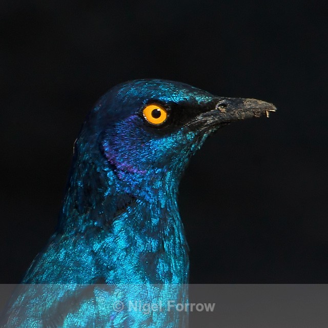 Close-up of Cape (Red-Shouldered) Glossy Starling - Cape (Red-Shouldered) Glossy Starling