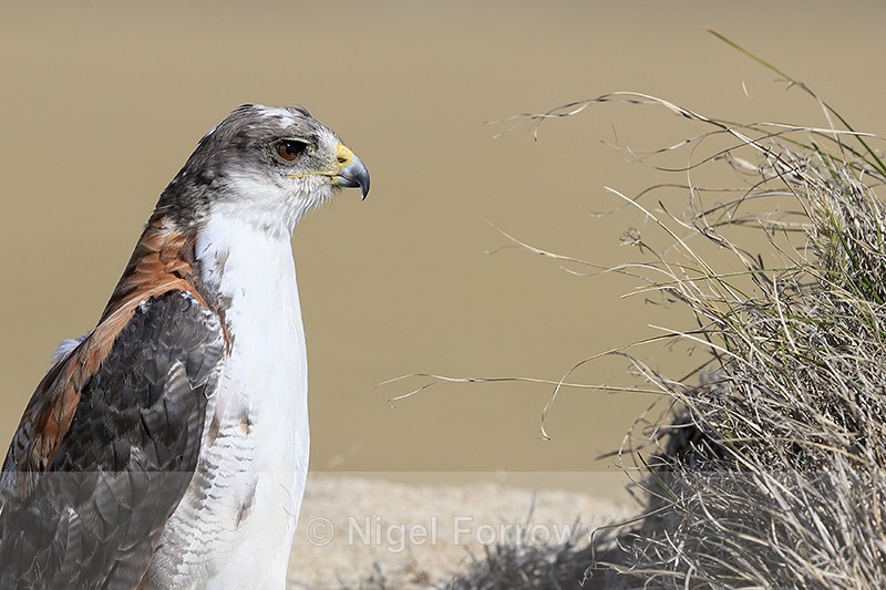 Variable Hawk close portrait, Johnson's Harbour, Falklands - Variable Hawk