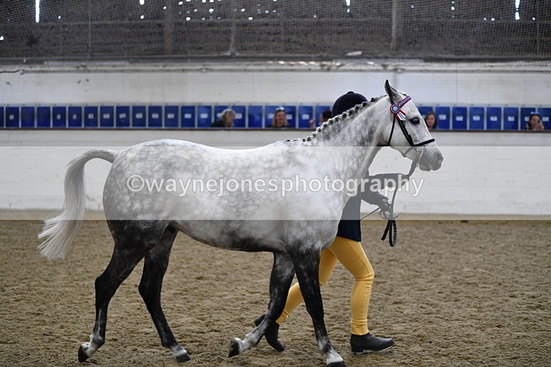 WJ5_4487 - Class 3 Part Bred In hand