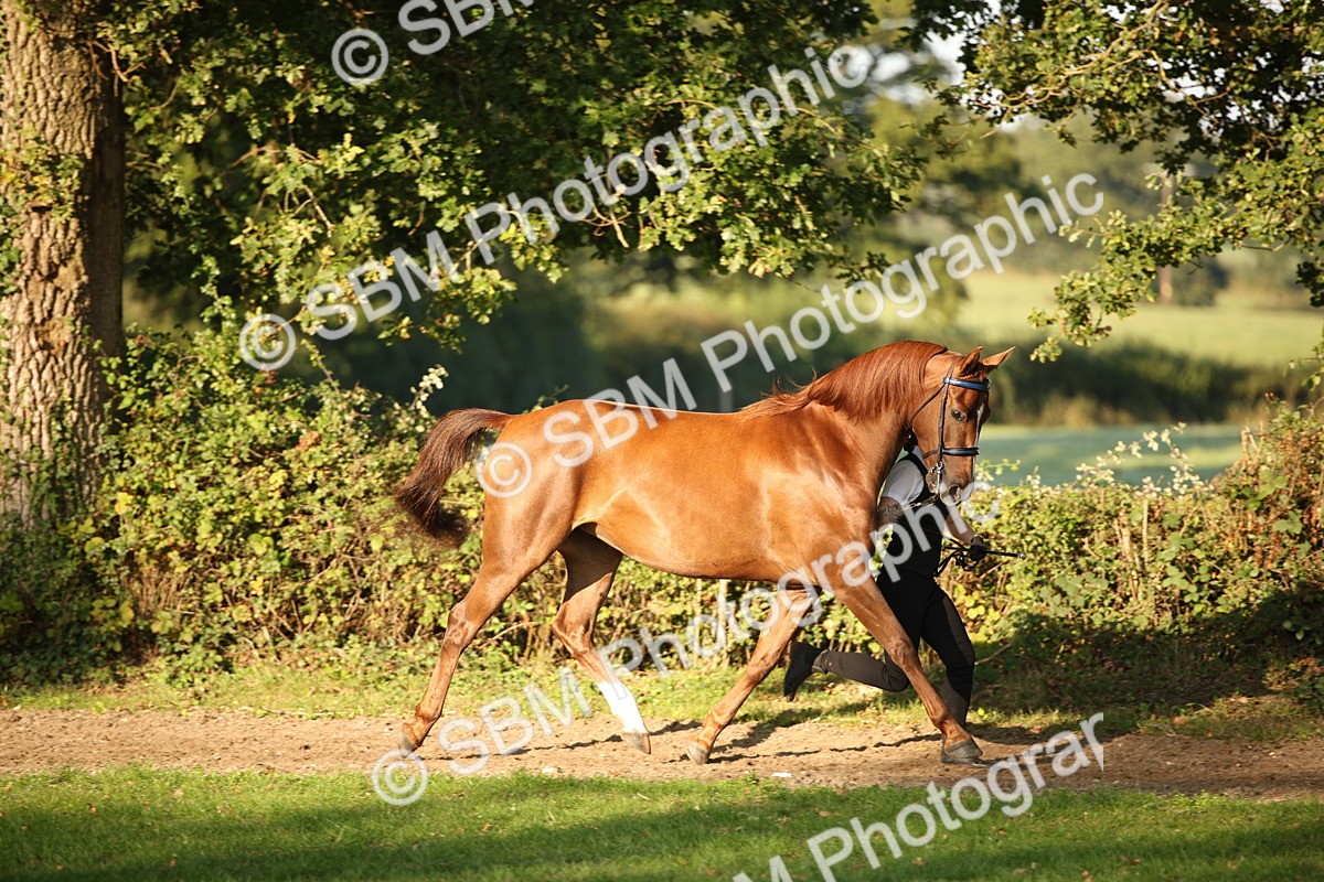SBM_57537 - S50 - Foreign Breeds In Hand