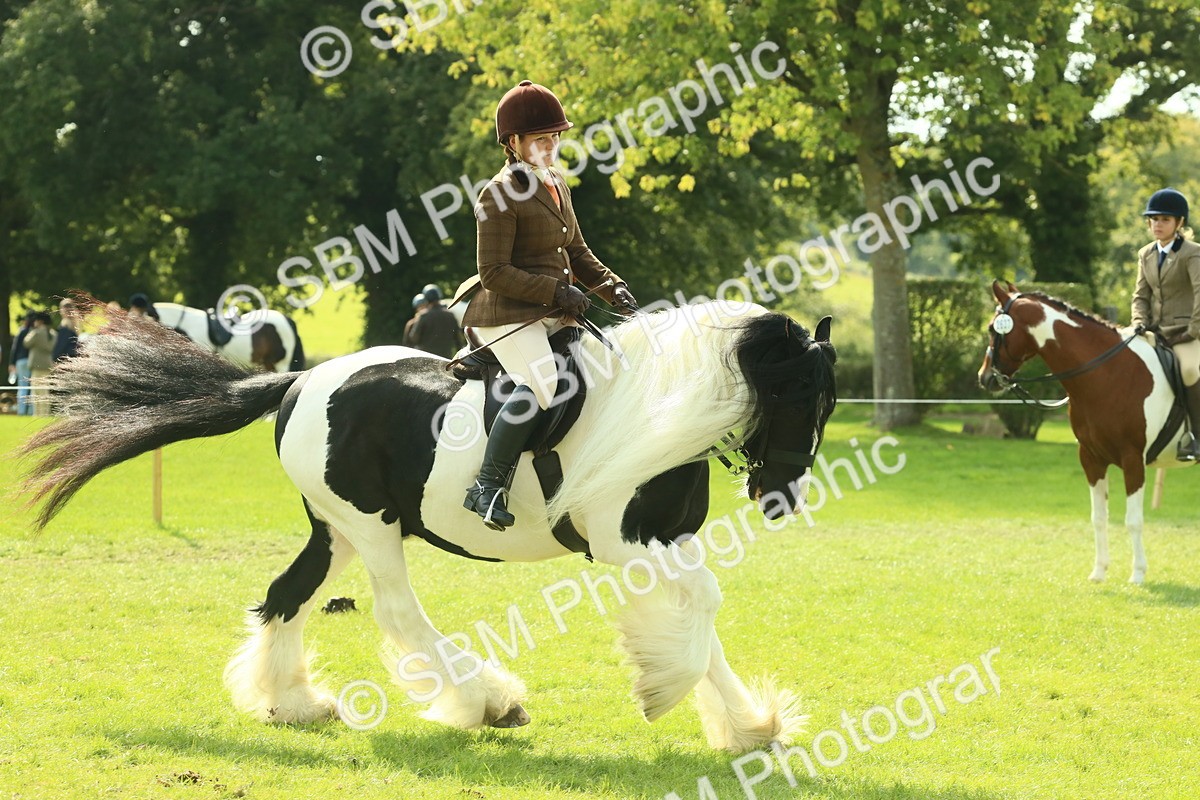 SBM_68788 - S58 - Mini Show Cob Ridden