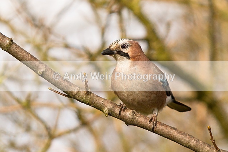 20120218-_MG_9054 - Jay