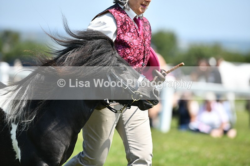 DSC_7730 - Class 64: Coloured Pony 4yrs & over