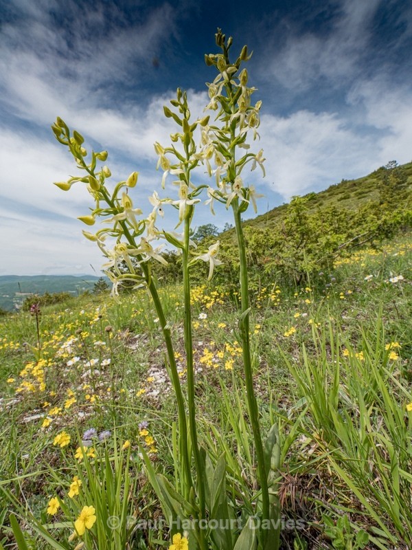 Lesser butterfly orchid (Platanthera bifolia) - Wild Orchids - 1