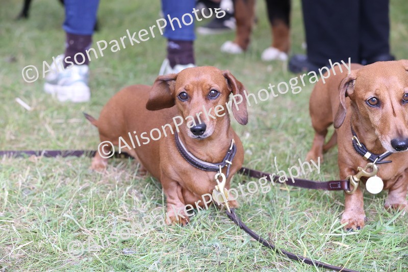 20250607-0461 - Best in Show