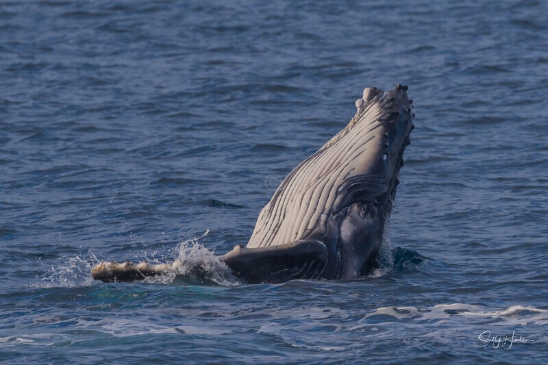 HB Calf Breach 3. 0A3A8125 - 2025 Hervey Bay Whales