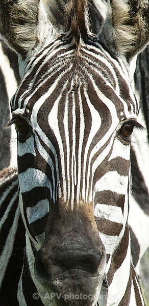  - SAFARI - KENYA