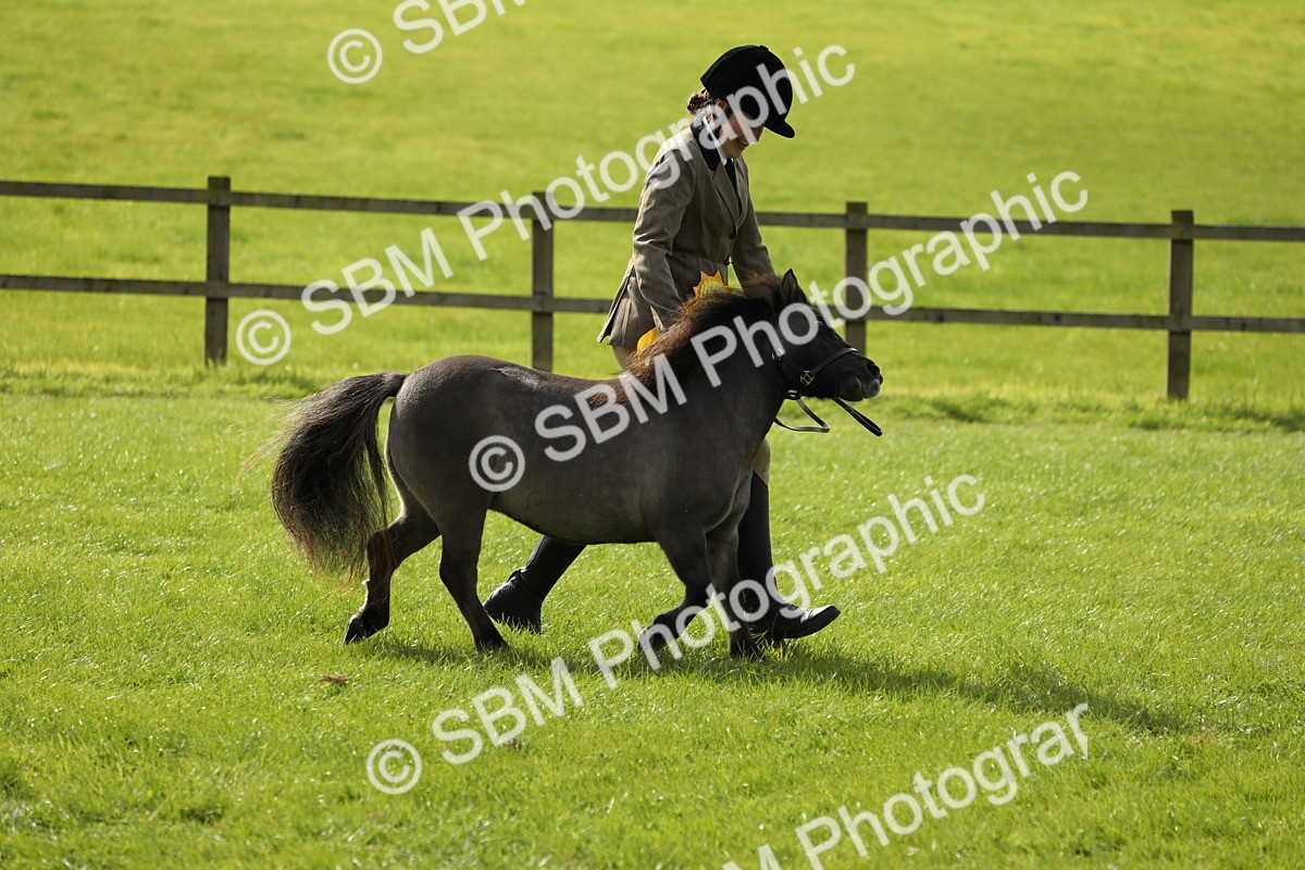 SBM_62888 - S46 - Mountain & Moorland In Hand Small Breeds