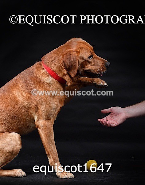 equiscot1647 - PADDY