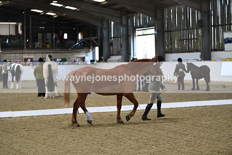 WJ5_3680 - Class 5 In Hand Veterans