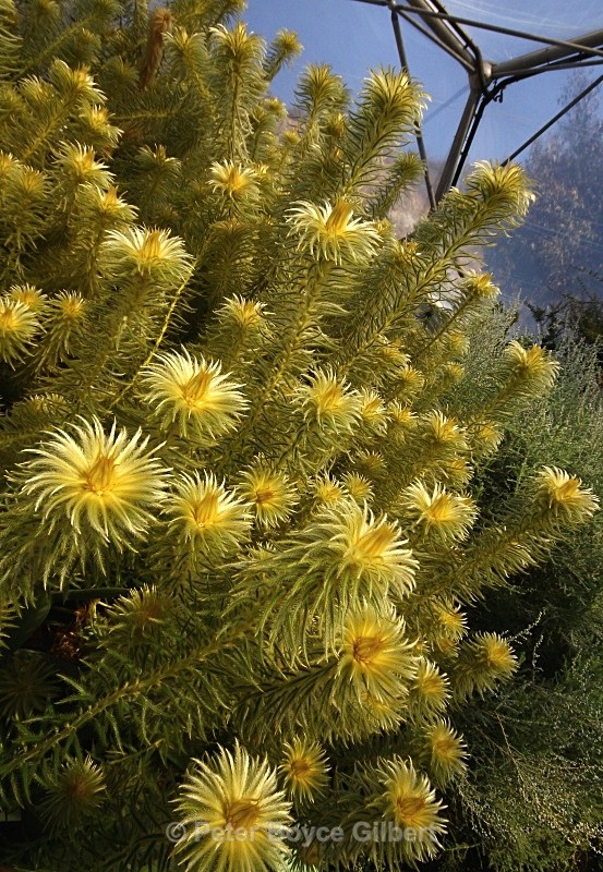 Temperate biome, Eden - Flora & Fauna