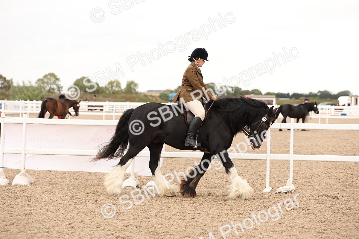 SBM_19637 - Class 216 - Ridden Traditional - Native Cob