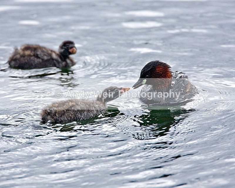 20080810-037 - Little Grebe