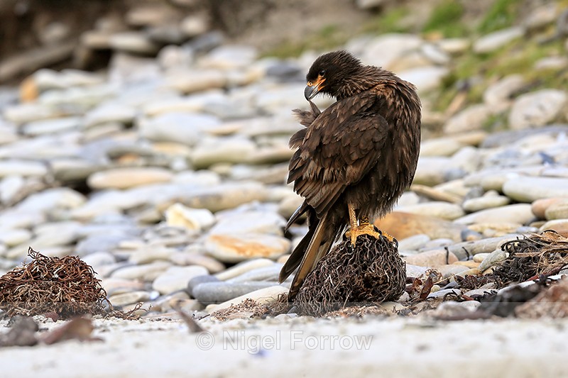 Striated Caracara preening, Carcass Island, Falklands - Striated Caracara