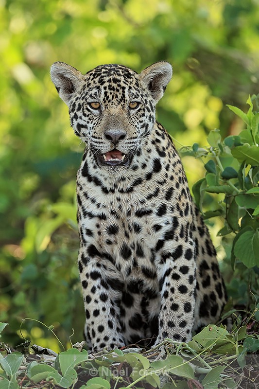 Jaguar cub (female) sitting up, Rio Sao Lourenco, Mato Grosso, Brazil - Jaguar