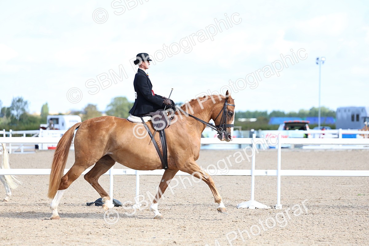 SBM_11252 - Class 306 - Ridden Foreign Breeds - Part Bred