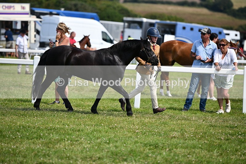 DSC_8280 - Class 68: Part Bred In Hand M & M
