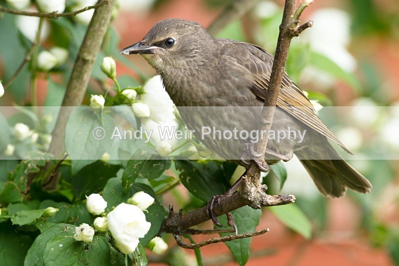 20110530-IMG_5499-440 - Starlings