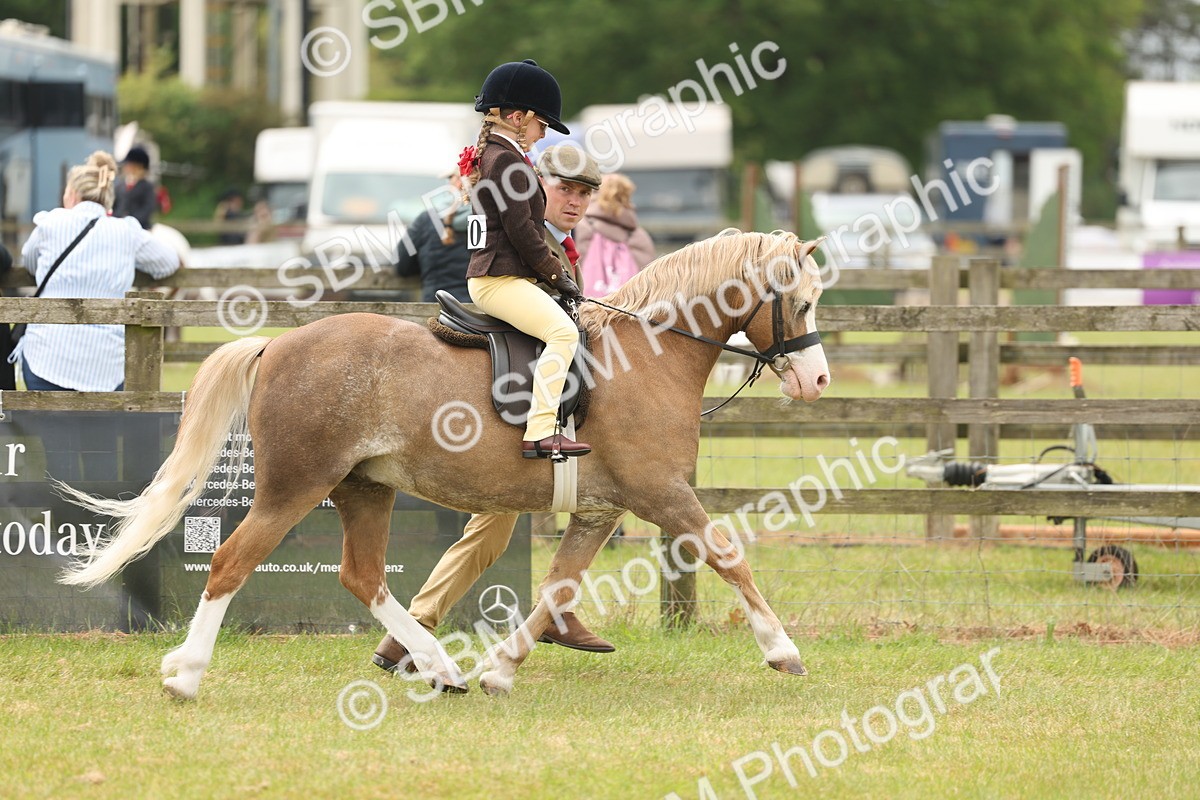 SBM_06649 - Class 74-75 - M&M Lead Rein and First Ridden Pony