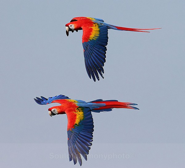 Macaw's - Captured Wild life/Domestic/ livestock Animals