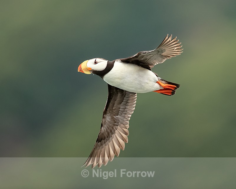 Horned Puffin close fly-past, Duck Island, Alaska - Horned Puffin