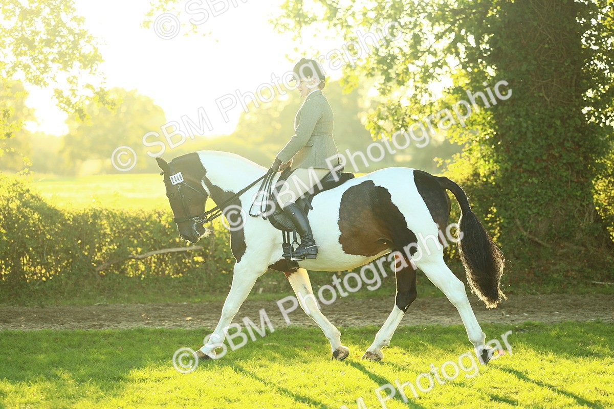 SBM_56486 - S14 - Riding Club Horse