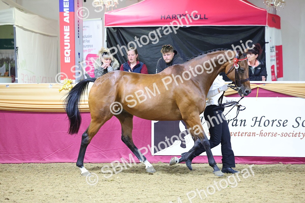 0B8A4547 - Class P Veteran Champ