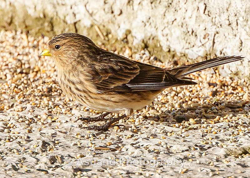 Astland Photography, Bird and Wildlife Images, Susan and Peter Wilson, U.K