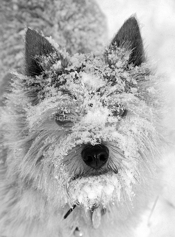  - Norwich Terriers