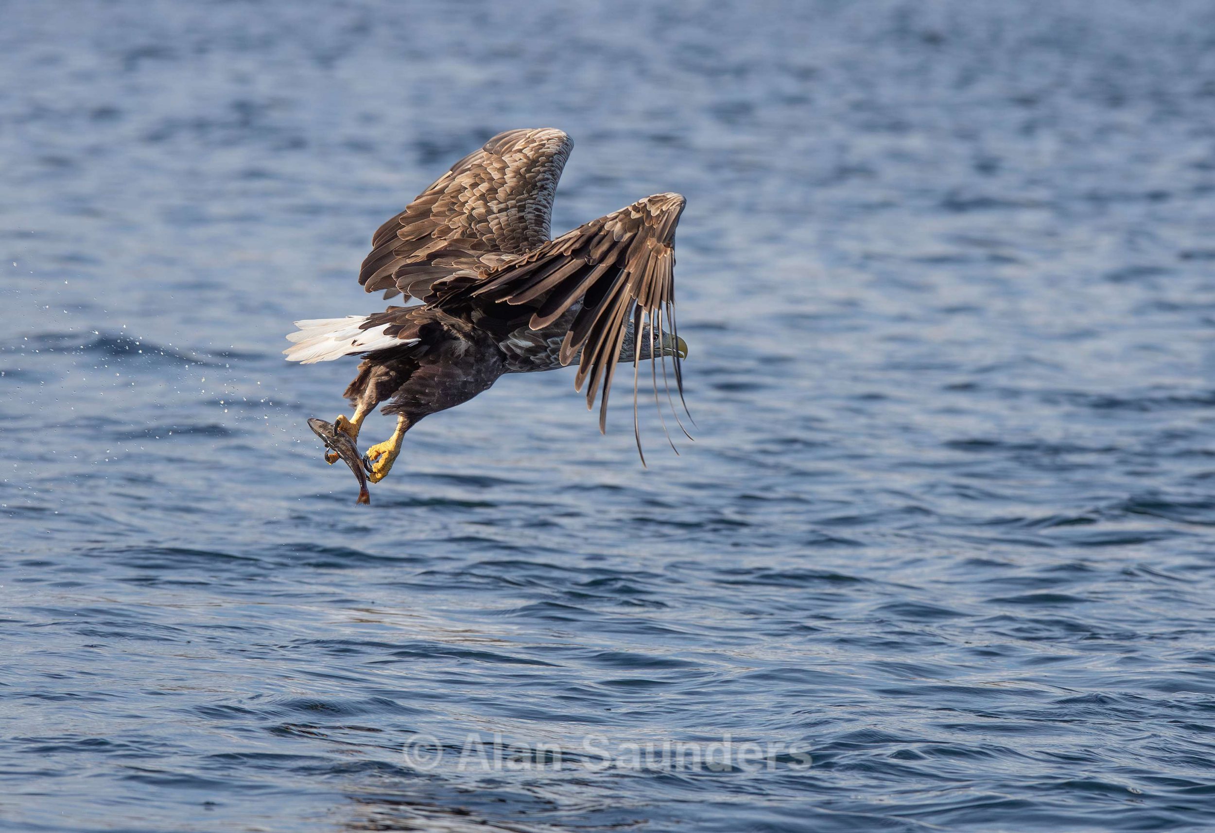 White Tailed Eagle 47