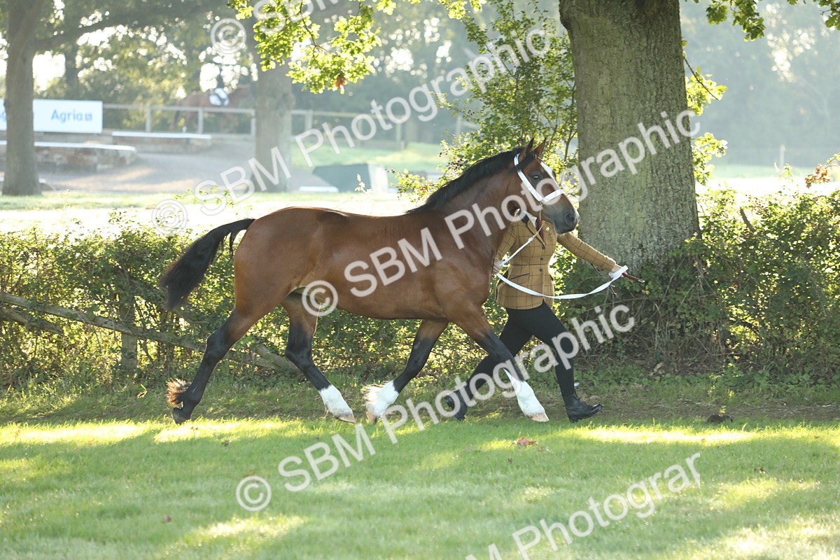 SBM_57935 - S42 - Youngstock