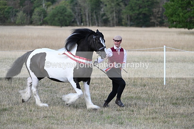 WJ7_8438 - In-hand Championship