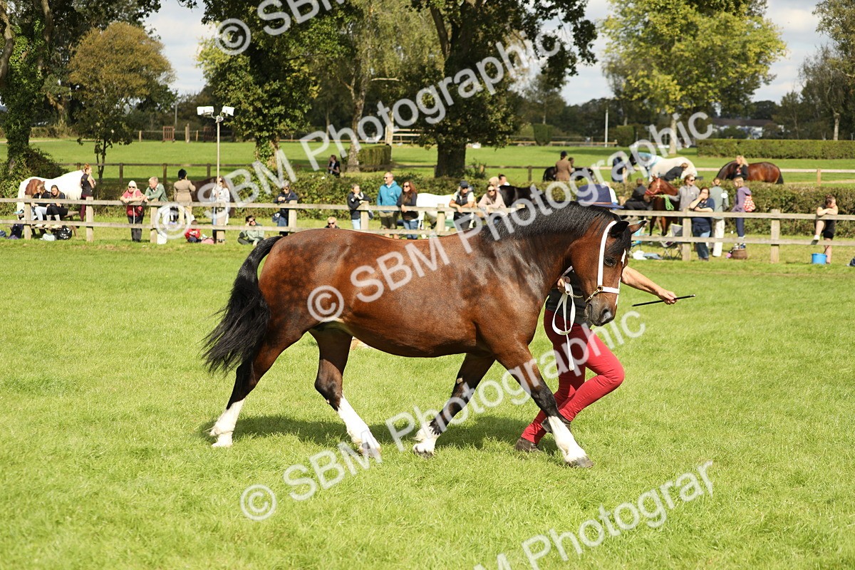 SBM_65430 - S47 - Mountain & Moorland In Hand Large Breeds